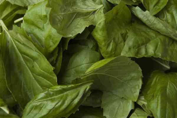picture of basil leaves