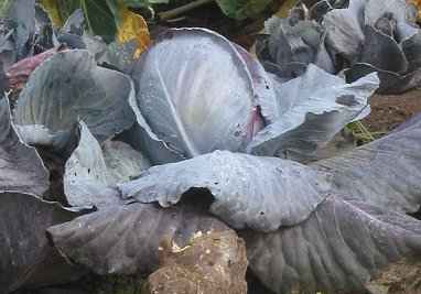 picture of red cabbage