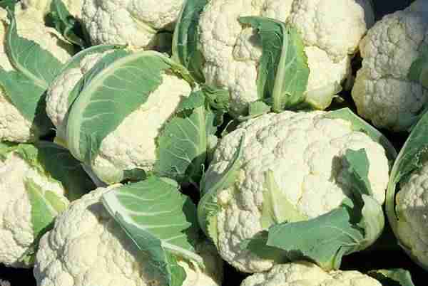 picture of cauliflowers