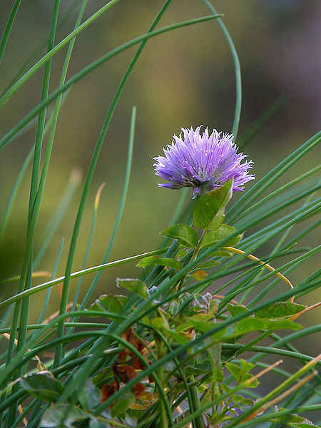 picture of chives growing naturally