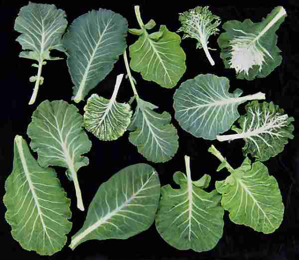 picture of collard greens