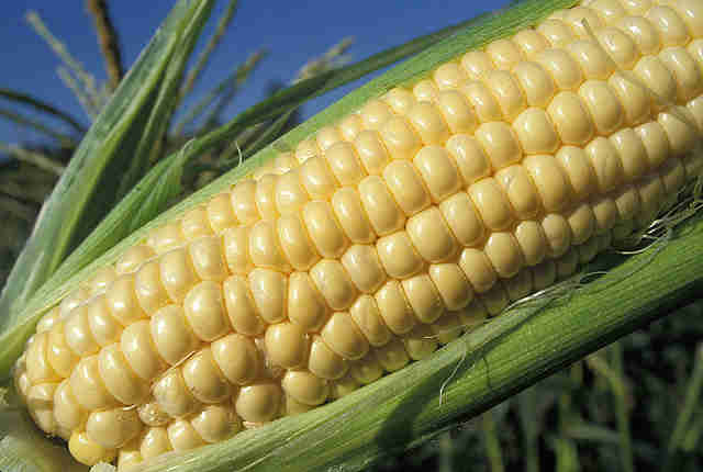 picture of yellow corn