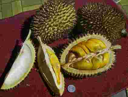 picture of durians