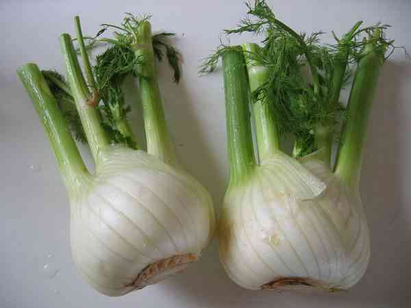 picture of fennel bulbs