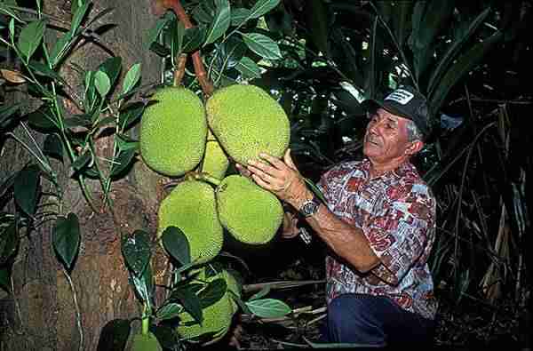 picture of jackfruits