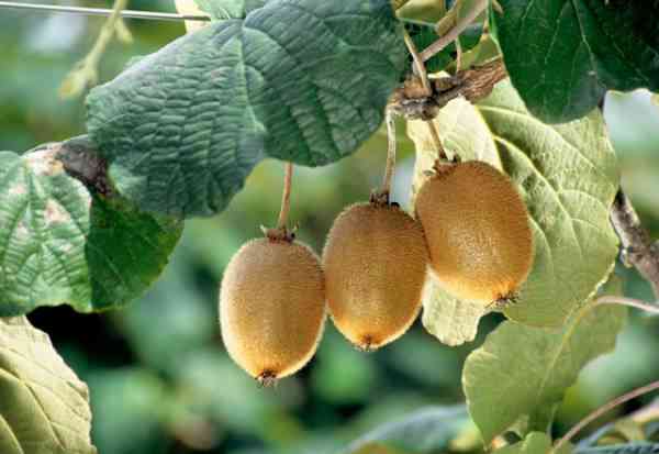 gambar buah Kiwi