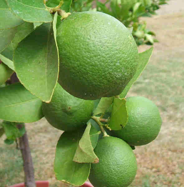 picture of limes