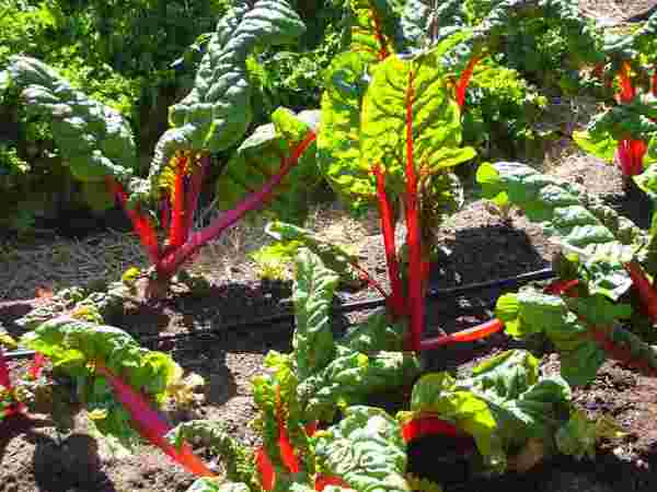 picture of Swiss chard