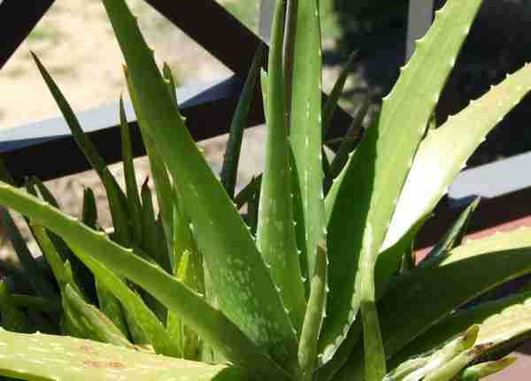 picture of aloe vera