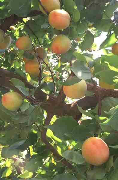 picture of apricots