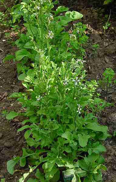 picture of arugula