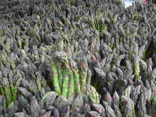 picture of asparagus