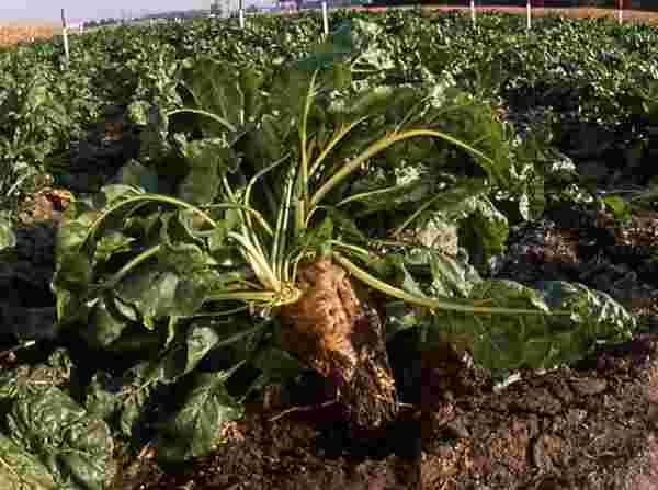 picture of beet greens