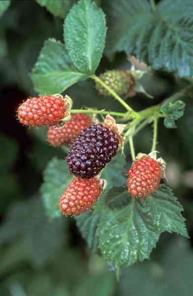 picture of blackberries