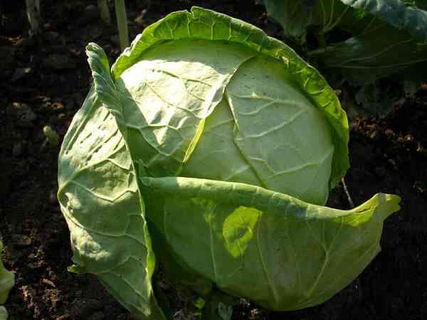 picture of green cabbage