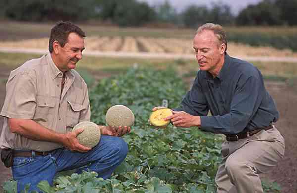 picture of cantaloupes