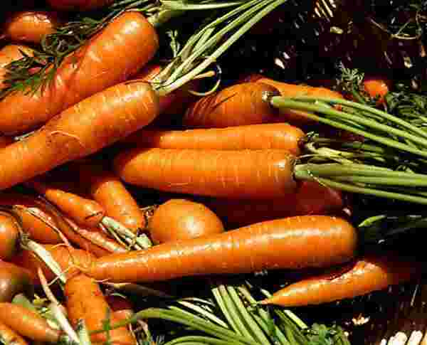 picture of carrots
