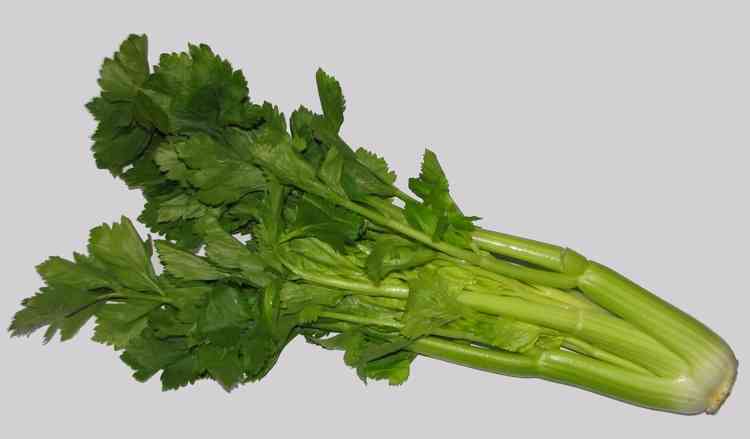 picture of celery