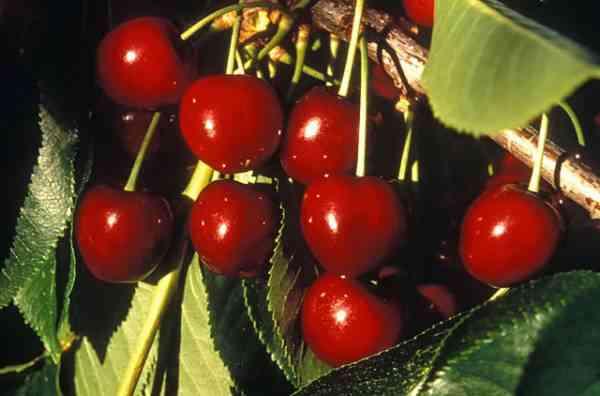 picture of cherries