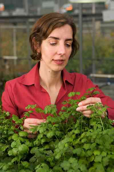 picture of coriander