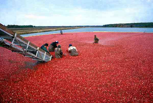 picture of cranberries