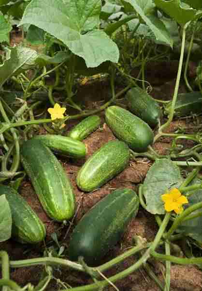 picture of cucumbers