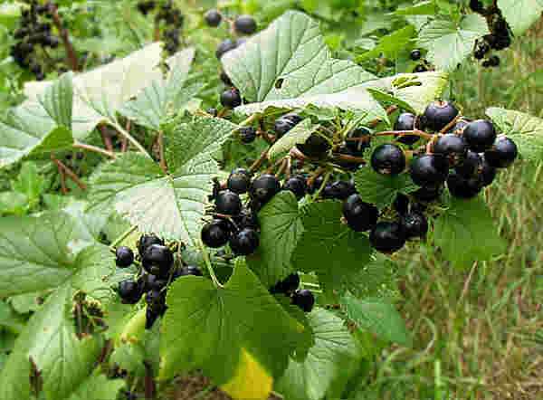 picture of black currants