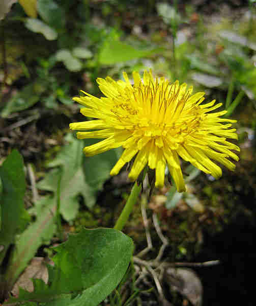 picture of a dandelion flower and leaves