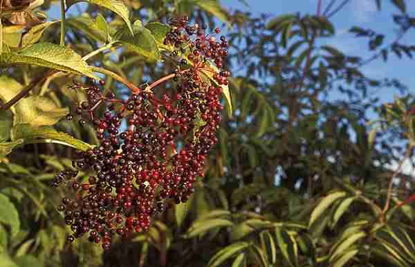 picture of elderberries