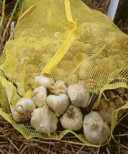 picture of garlic bulbs