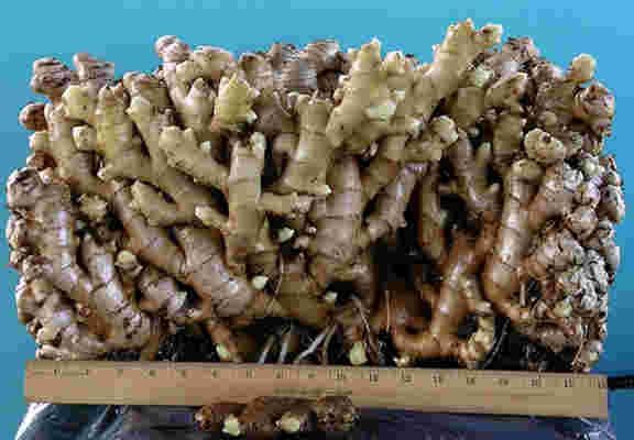 picture of ginger roots