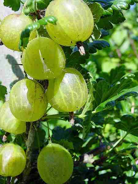 picture of gooseberries