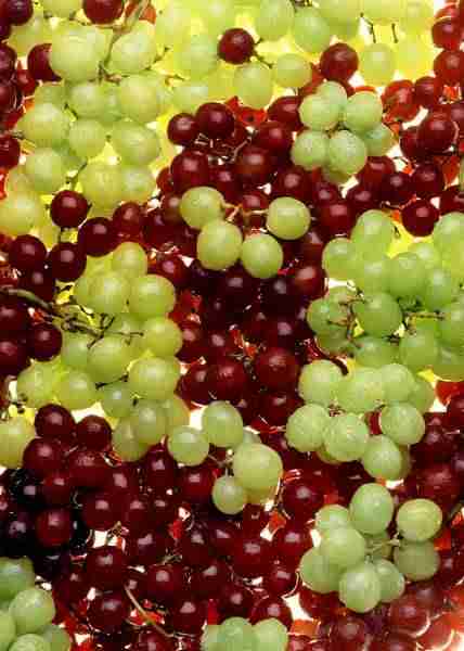 picture of grapes