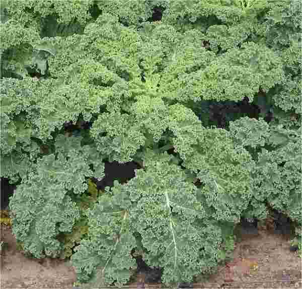 picture of kale