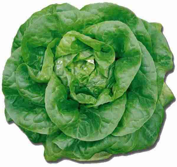 picture of butterhead lettuce