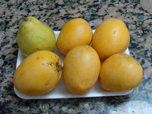 picture of mangoes