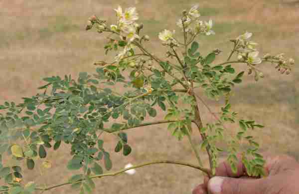 picture of moringa