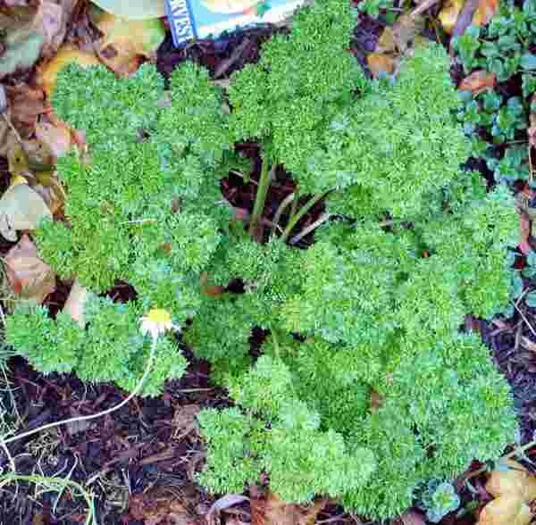 picture of parsley