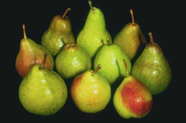 picture of pears