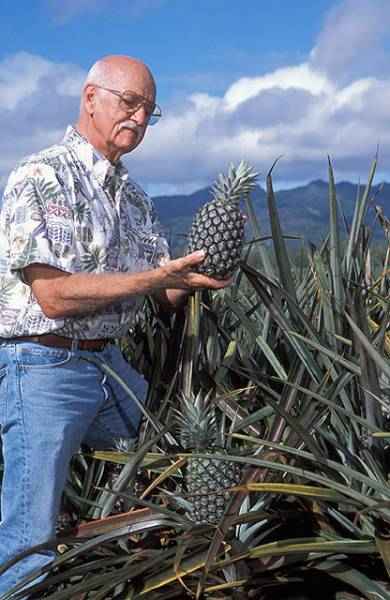 picture of pineapples