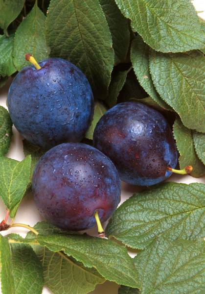picture of plums