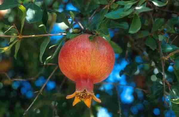 picture of a pomegranate
