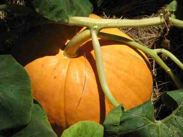 picture of a pumpkin