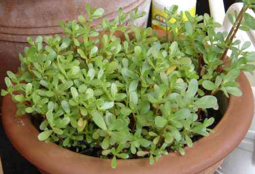 picture of a purslane