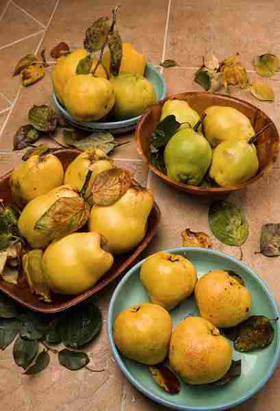 picture of quinces