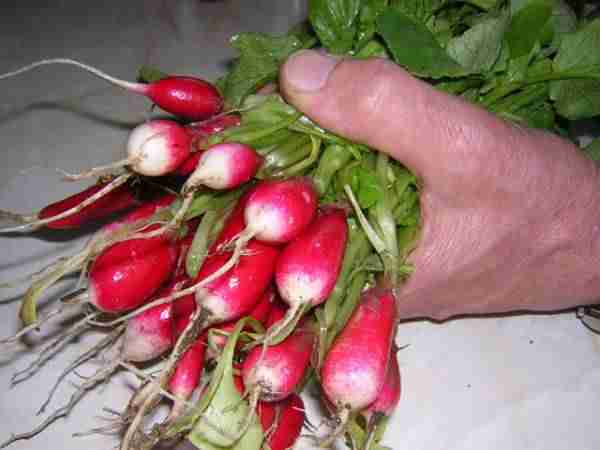 picture of radishes