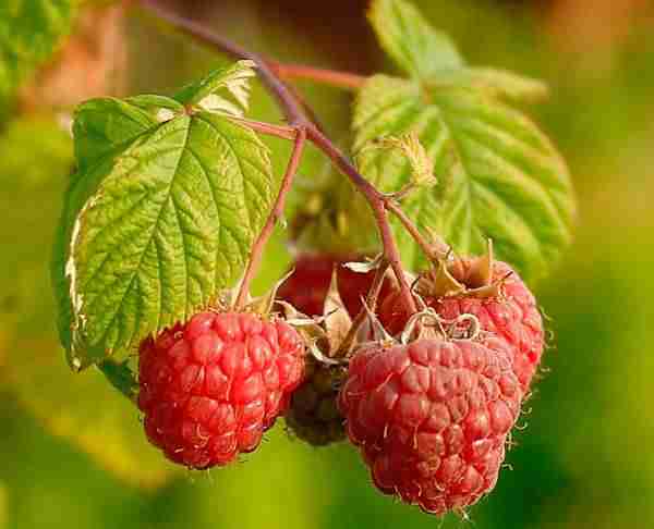 picture of raspberries