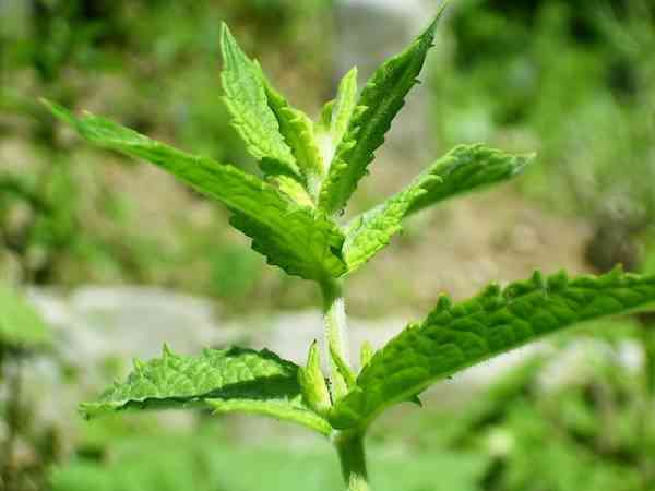 picture of spearmint