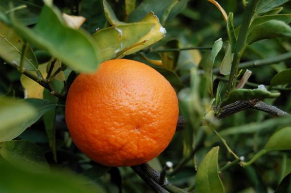picture of a tangerine