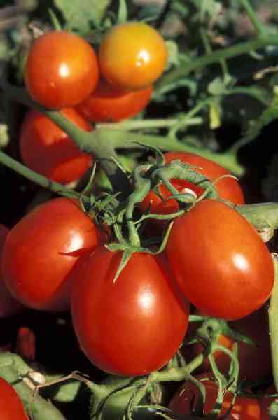 picture of tomatoes